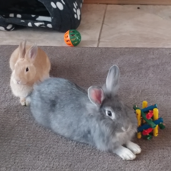 Meet your Posher, Miranda - Picture 4 of 6